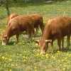 Limousin-Mutterkühe